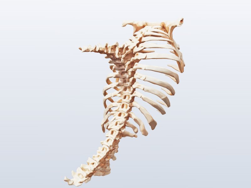 Dinosaur Ribcage Fossil 3D model